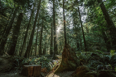 Sustainable forest